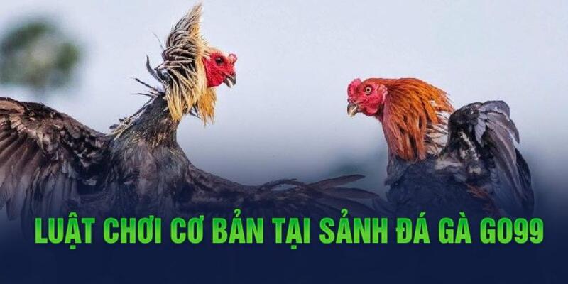 Luật đá gà cho cược thủ cực đơn giản